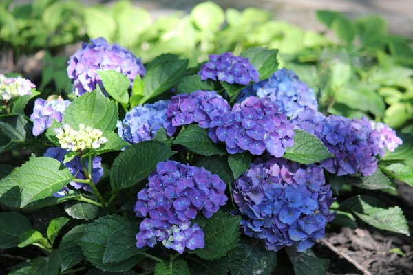 Dormez sur luxe: matelas haut de gamme Novoly